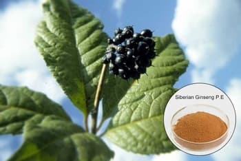 supply Siberian ginseng powder extract for health